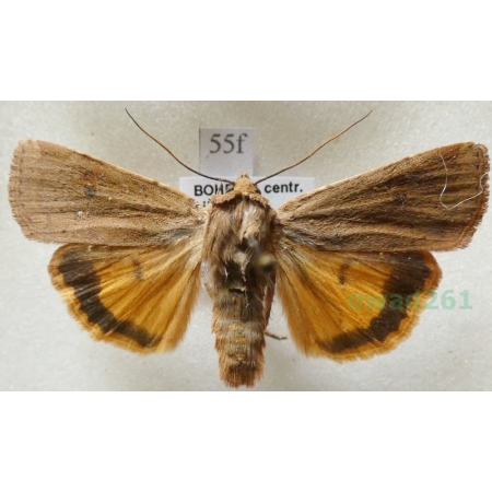 Noctua comes Hübner, 1813 Rolnica komes Czech55f